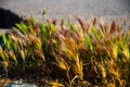 Small ears of wild barley in the sunset on the beach in Barcelona, Ã¢â¬â¹Ã¢â¬â¹Spain Royalty Free Stock Photo